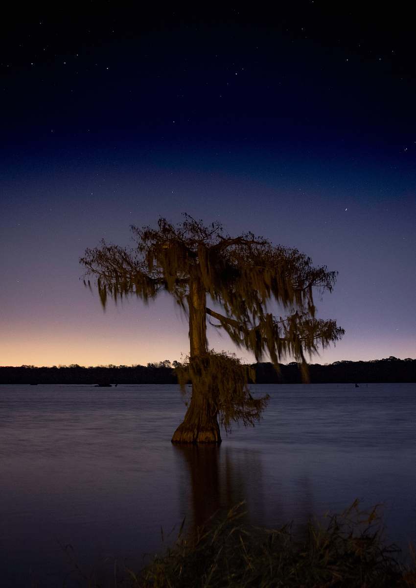 nature brown tree surrounded ocean water under night sky tree